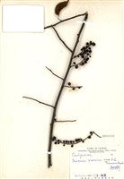 藏品(通條樹)的圖片